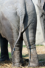 Image showing Asian Elephant