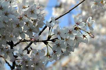 Image showing Close up of fruit flowers in the earliest springtime