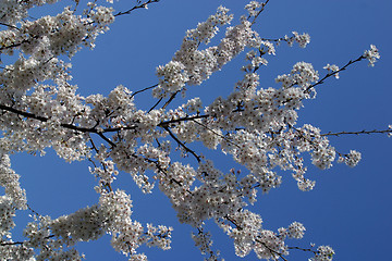 Image showing Close up of fruit flowers in the earliest springtime