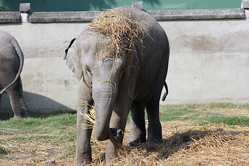 Image showing Asian Elephant