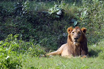 Image showing Lion (Panthera leo)