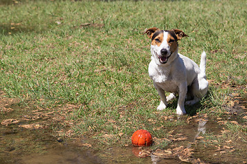 Image showing Jack Russell Terrier sitting in the grass