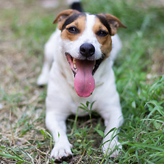 Image showing Jack Russell Terrier sitting in the grass