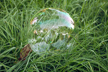 Image showing Big soap bubble lying in the grass