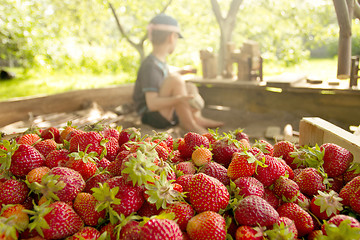 Image showing Boy plays in the backyard with strawberry