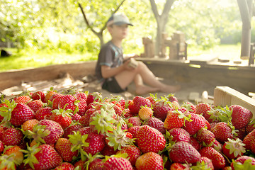 Image showing Boy plays in the backyard with strawberry