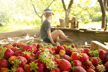 Image showing Boy plays in the backyard with strawberry