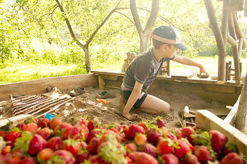 Image showing Boy plays in the backyard with strawberry