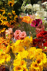 Image showing Flowers for sale