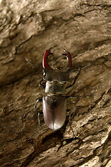 Image showing Male stag beetle