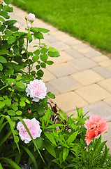 Image showing Path in blooming garden