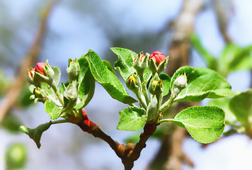 Image showing Red Buds Of Apple Blossom Closeup