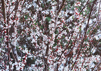 Image showing Blossoming Almond Tree At Springtime