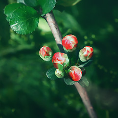 Image showing Red Buds Of Quince Blossom Closeup