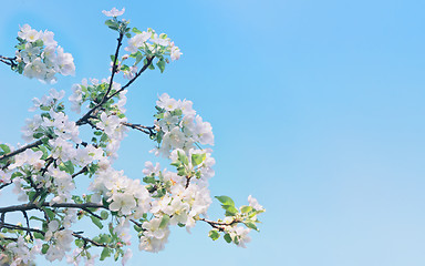 Image showing Apple Tree Flowers Against A Blue Sky