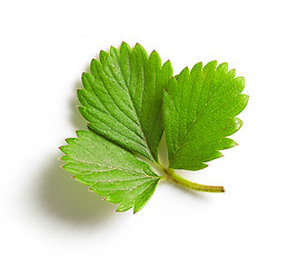 Image showing fresh green strawberry leaf