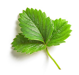 Image showing fresh green strawberry leaf