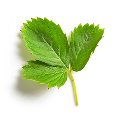 Image showing fresh green strawberry leaf