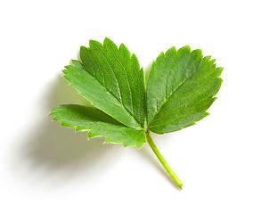 Image showing fresh green strawberry leaf