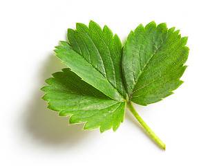 Image showing fresh green strawberry leaf