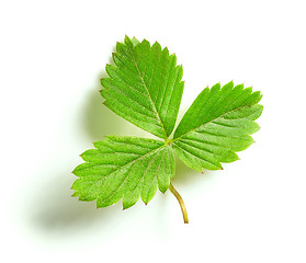 Image showing fresh green strawberry leaf