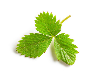 Image showing fresh green strawberry leaf