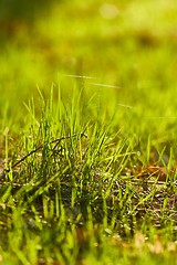 Image showing Green Grass Field