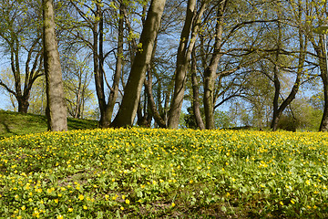 Image showing Bank of yellow celandine flowers