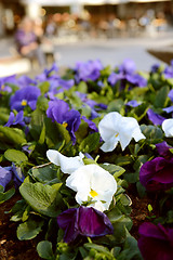 Image showing White and purple pansies in flower bed