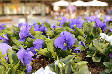 Image showing Mauve pansy flower in a planter full of flowers