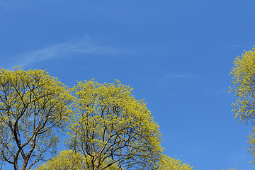 Image showing Bright green foliage of lime trees against a bright blue sky.