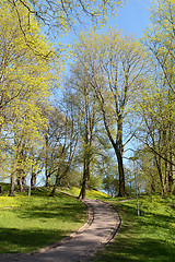 Image showing Paved path leads uphill through trees