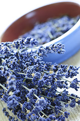 Image showing Dried lavender