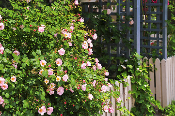 Image showing Garden fence with roses