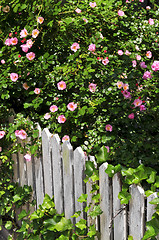 Image showing Garden fence with roses