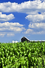 Image showing Rural landscape