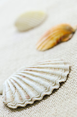 Image showing Seashells