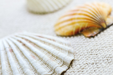 Image showing Seashells