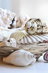 Image showing Seashells