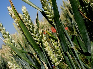 Image showing wheat