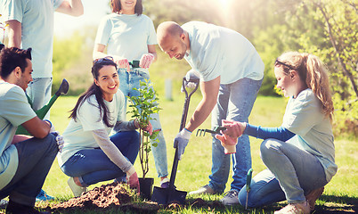 Image showing group of volunteers planting tree in park