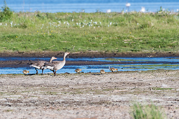 Image showing Greylag Goose family with chicks