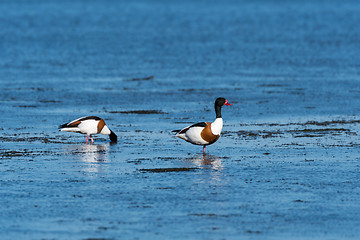 Image showing Shelduck couple searching for food