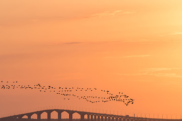 Image showing Migrating Brent Geese by a bridge in sunset