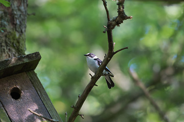 Image showing Collared Flycatcher by hid nesting box