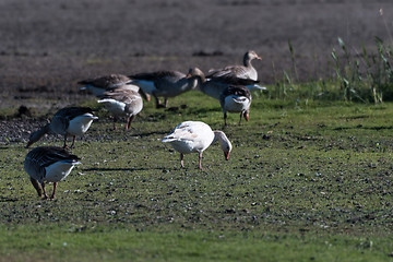 Image showing Albino Greylag Goose in a flock feeding geese