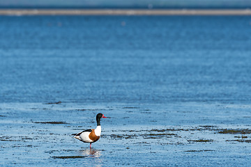 Image showing Colorful Shelduck standing by the coast