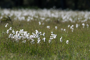 Image showing Common cotton grass view