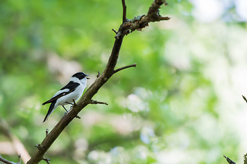 Image showing Singing Collared Flycatcher in a bright forest