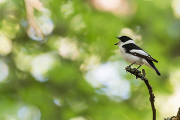 Image showing Singing songbird on a twig in a bright forest